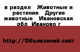  в раздел : Животные и растения » Другие животные . Ивановская обл.,Иваново г.